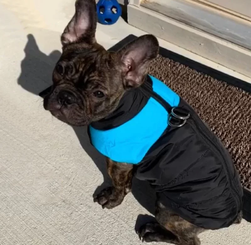 Voděodolná zimní bunda pro psy